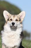 CORGI PEMBROKE 677